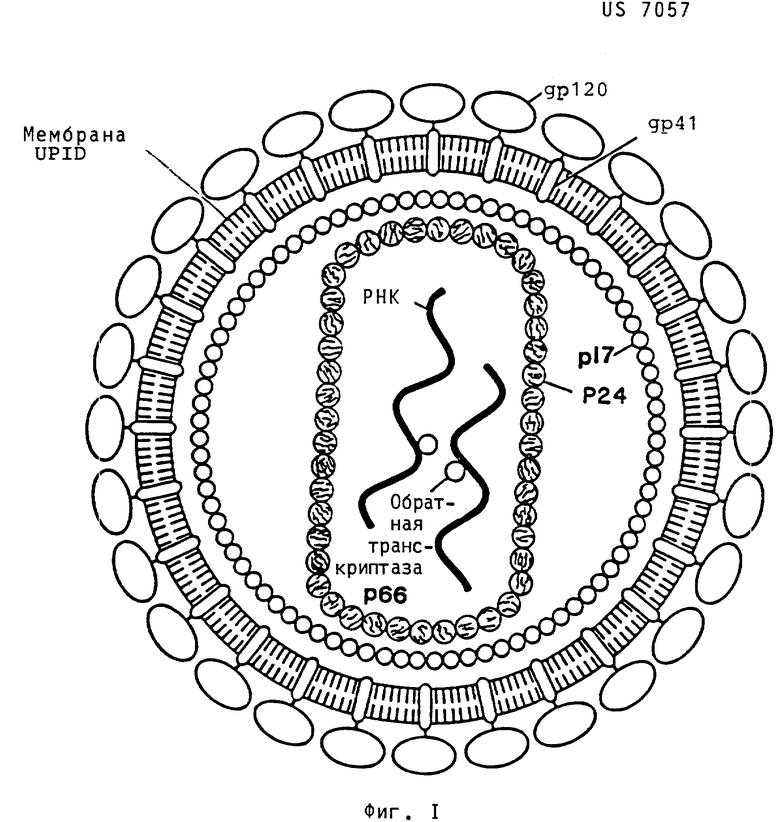 Иммуноген. Имунногенн. Схема Вариона вируса СПИДА. Ретровирус защита эмбриона. Иммуноген фото.