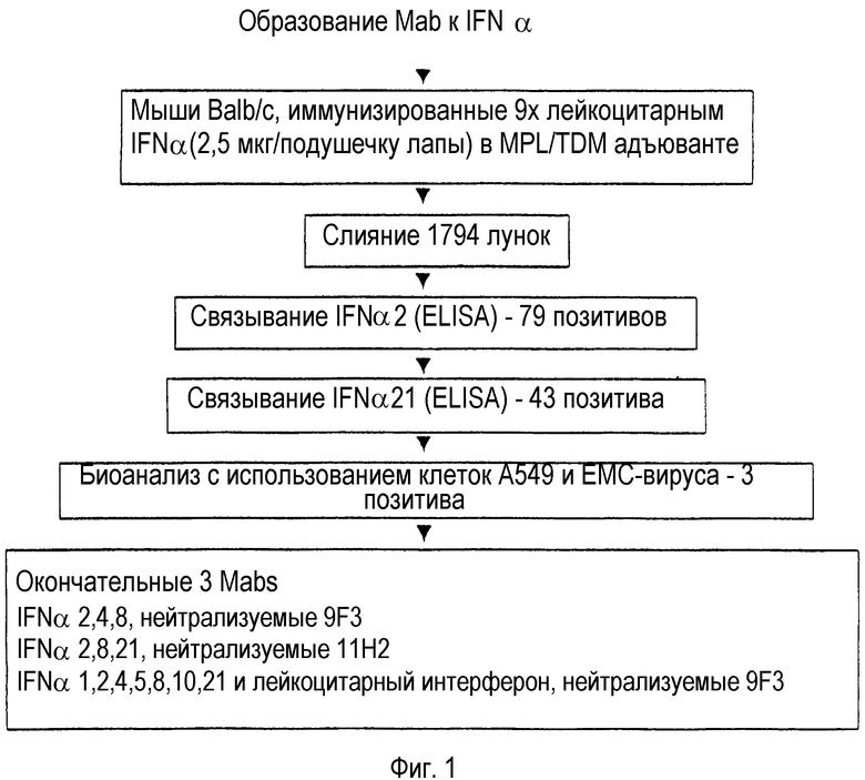 Технологическая схема получения интерферона