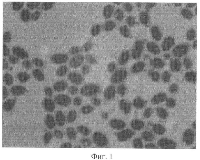 Saccharomyces cerevisiae var. Bayanus.