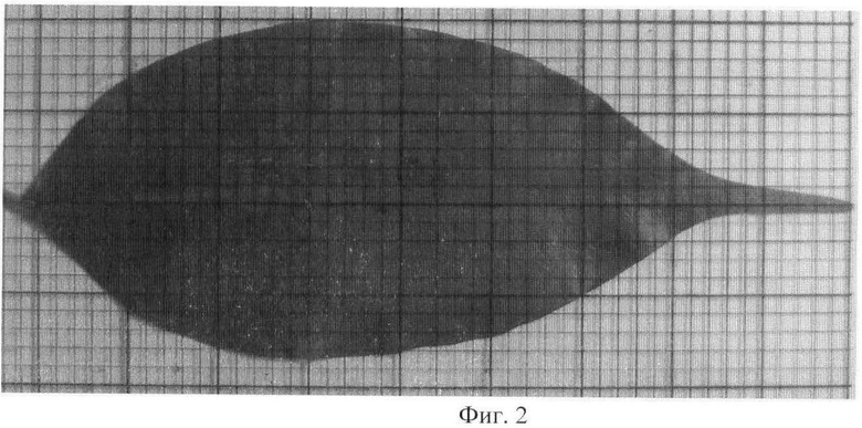 Площадь листьев. Измерение площади листочка. Листовой индекс измерение. Как измерить площадь листа цветка. Как измеряется площадь листа растения.