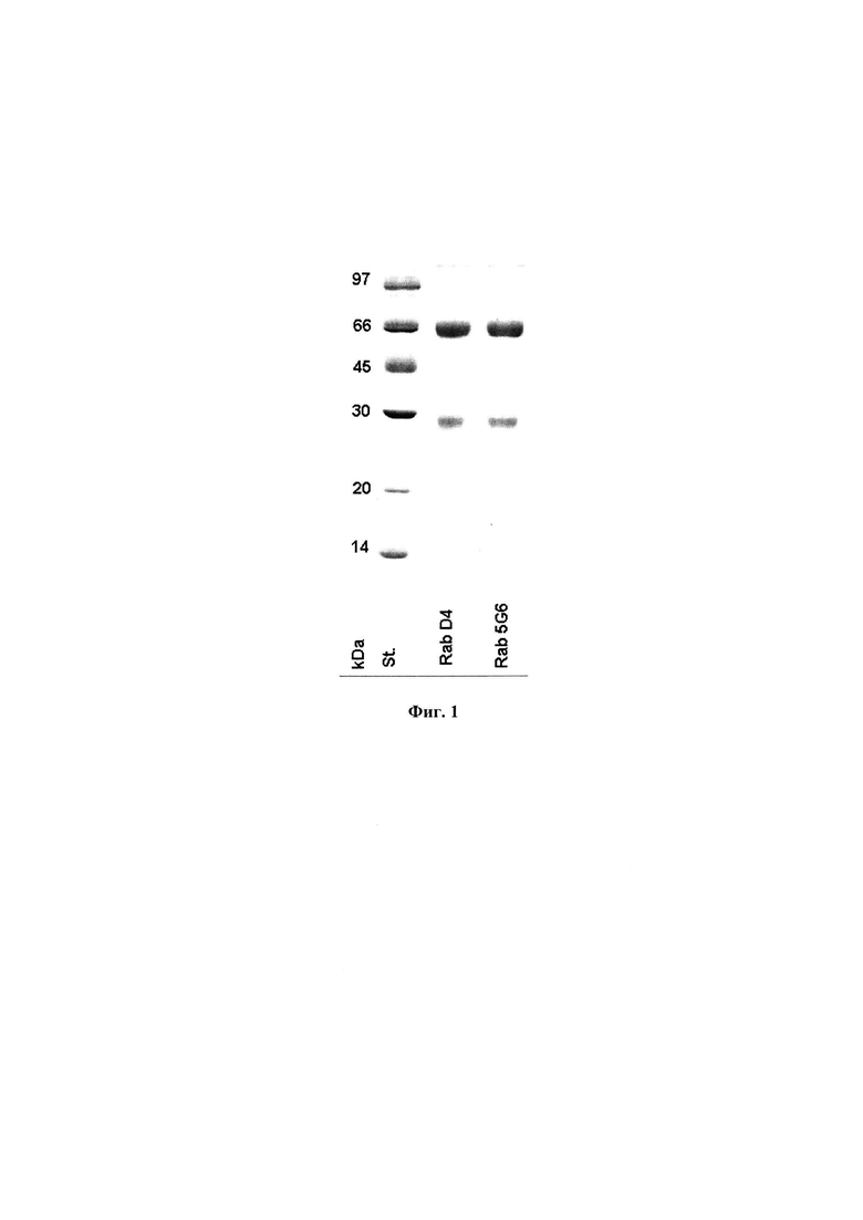 Реферат: Моноклональные антитела 2